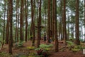 Recreation area of Ã¢â¬â¹Ã¢â¬â¹the Pinus Kalilo Forest, Kaligesing Purworejo Indonesia
